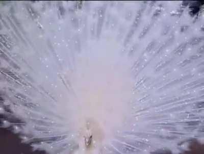 The plumage of a rare white peacock