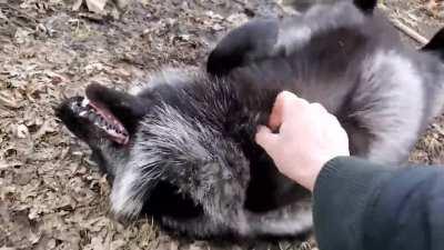 Contagious red fox laughter which will make your day.