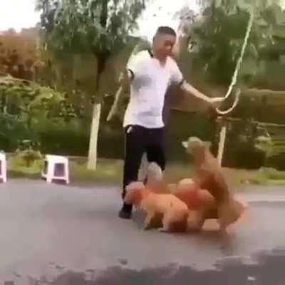 Dog waits patiently for the right moment to enter the group jump rope party.