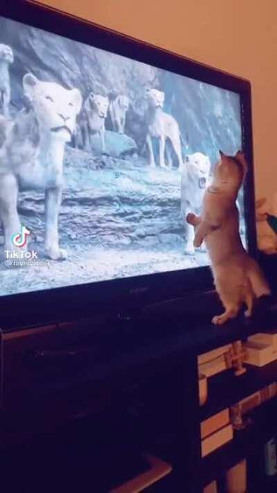 Cat falls in love with a lion