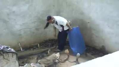 Man slaps cobra in a pit full of them.