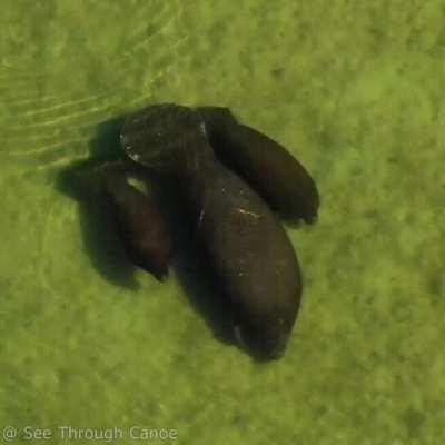 Manatee with twin calves in tow