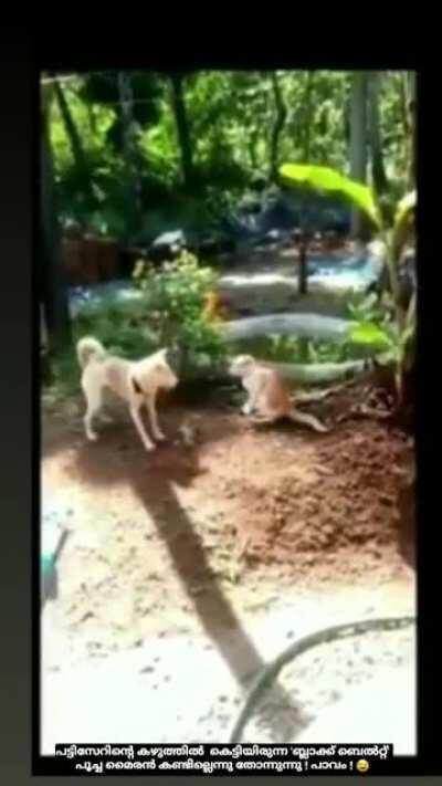 Cat didn't know dog was black belt