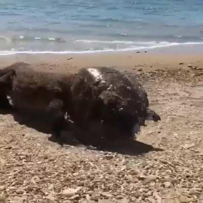 Komodo dragon with its head deep inside a sea turtle shell