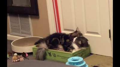 My 4 month Maine Coon with my 6 year old Main Coon… we were nervous about them getting along