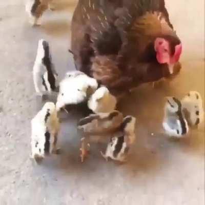 How many baby chicks is mom hiding?