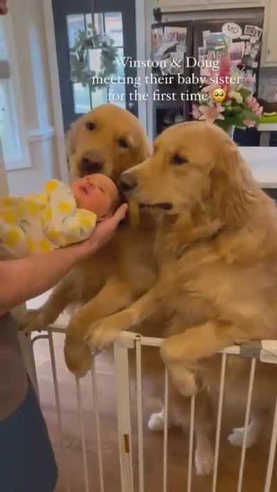 Dog offers his toy to new born baby:)