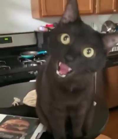 Thanks, I hate jumpscare cats