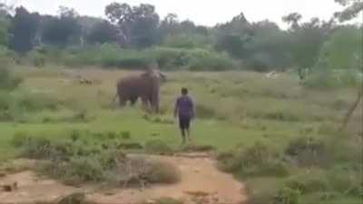 Man Gets Stepped On By Elephant