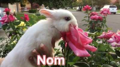 Lost my Rose in Nom...