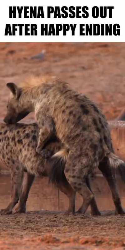 Hyena passes out after happy ending