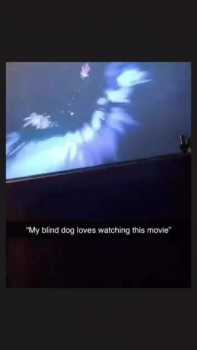 My Blind Dog Loves Watching This Movie Blind dog loves watching movies : Unexpected