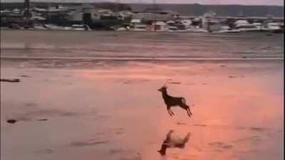 Morning skip across the beach