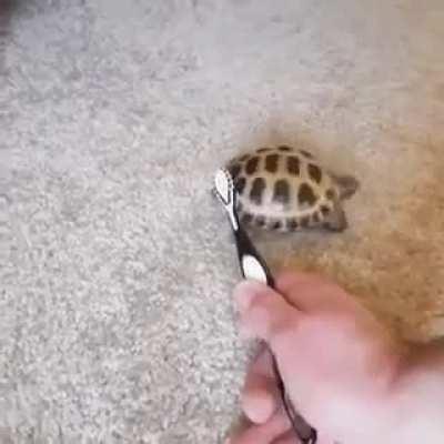 Dancing turtle (this is not mine)enjoy