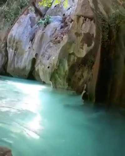 A cave with crystal clear water and a tree that resists amid salt water.