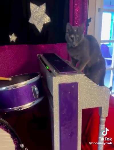 feline musical