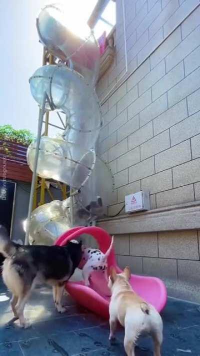 These puppers are enjoying it . What a fun slide !