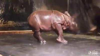 Enjoy this baby rhino taking a shower