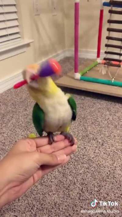 A musical birdie