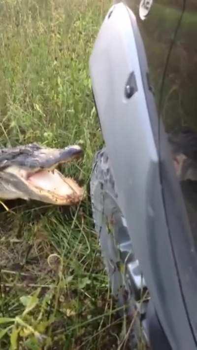 What could go wrong driving too close to an alligator?