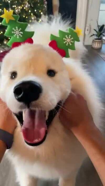 Dog putting on headbands