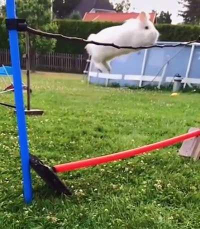 The winner of this year's Bunny Olympics high jump