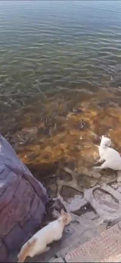 Human helps cats catch fish.