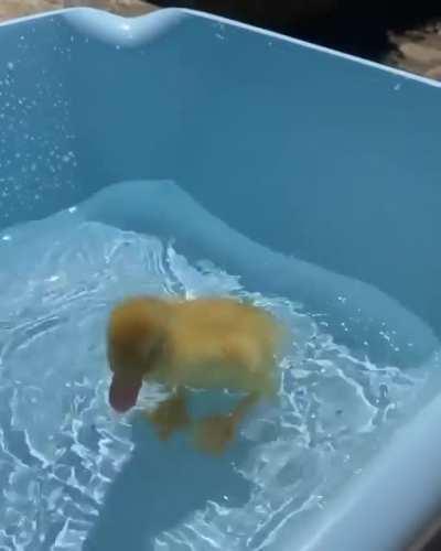 Baby duck having his first swim 💦