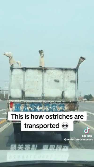 This can't be how they're all transported is it? 🤣