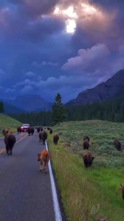 Yesterday morning in Yellowstone National Park