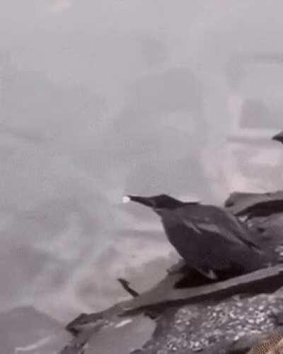 Clever Heron Shows Off Fishing Skills to Catch Prey