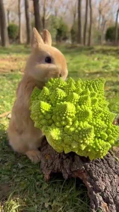 a bunny eating broccoli