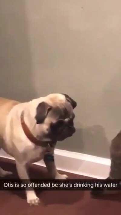 Pug can't believe the cat is drinking from their water bowl