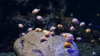 Don't see many fish in this sub, so how about some baby balloon lumpfish?