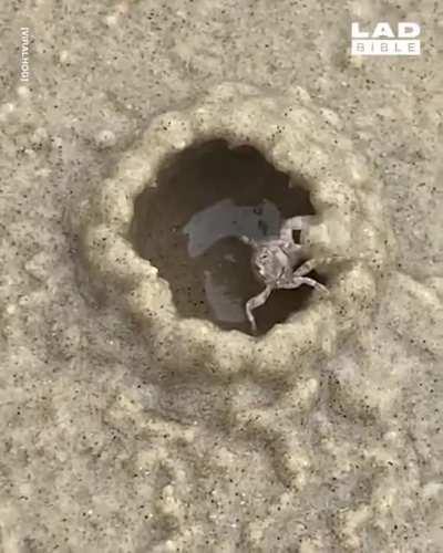 🔥 Crab building a shelter with incredible speed