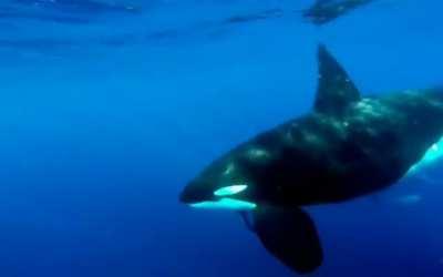 Orca carries a dead humpback whale calf.