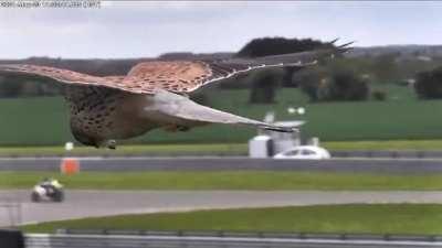 🔥 Northern Harrier Using Wind And Thermals To Stationary Hover While Barely Using It's Wings