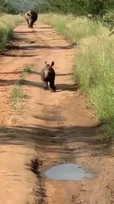 A happy baby rhino.