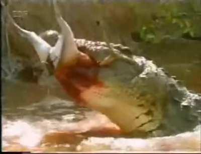 Crocodile enjoying a gory a meal.