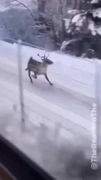 You reindeer: damn jolly