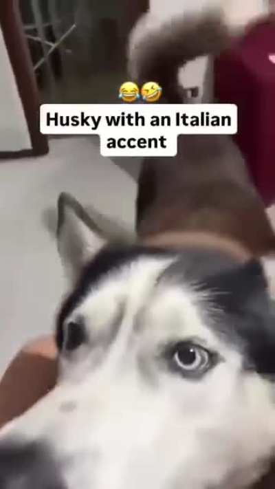 HuskyTantrums