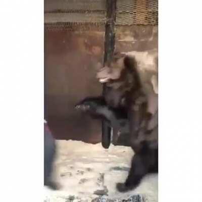 Russian MMA Maxim Novoselov Fighting with a Bear to get trained