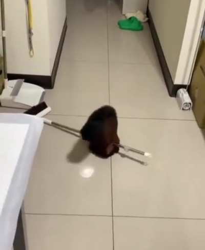 Squirrel knocks the broom down and then acts as a victim 