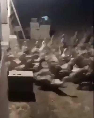 look at the number of ducks that come out