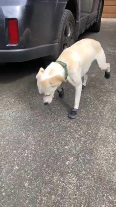 My pup is not amused with his first pair of snow boots