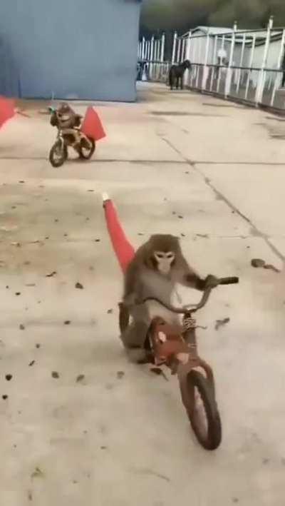 Monkeys riding bicycles!