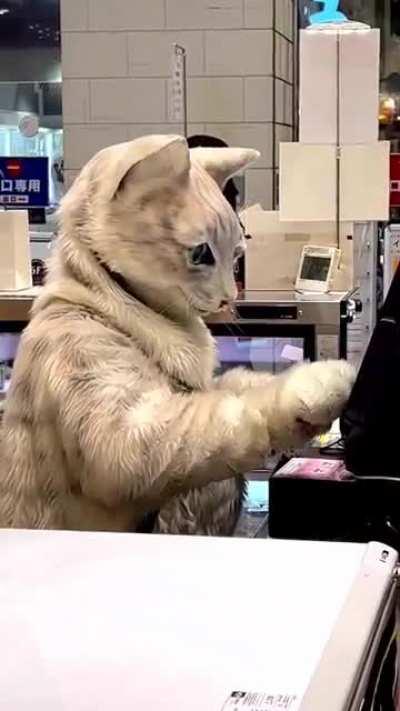 Cat With A Job