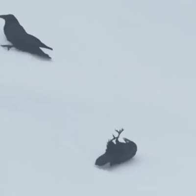 Even ravens enjoy a snow day