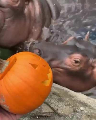 🔥 Fiona the Hippo and her baby munch on jack-o'-lanterns at the Cincinnati Zoo