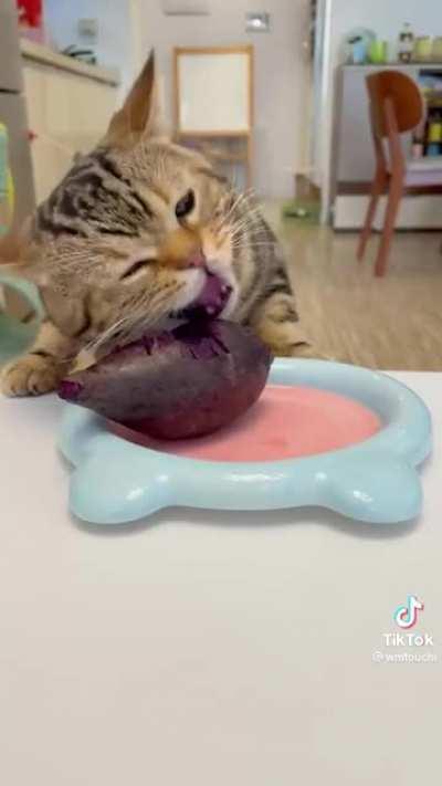 I have never seen a cat eat a beet